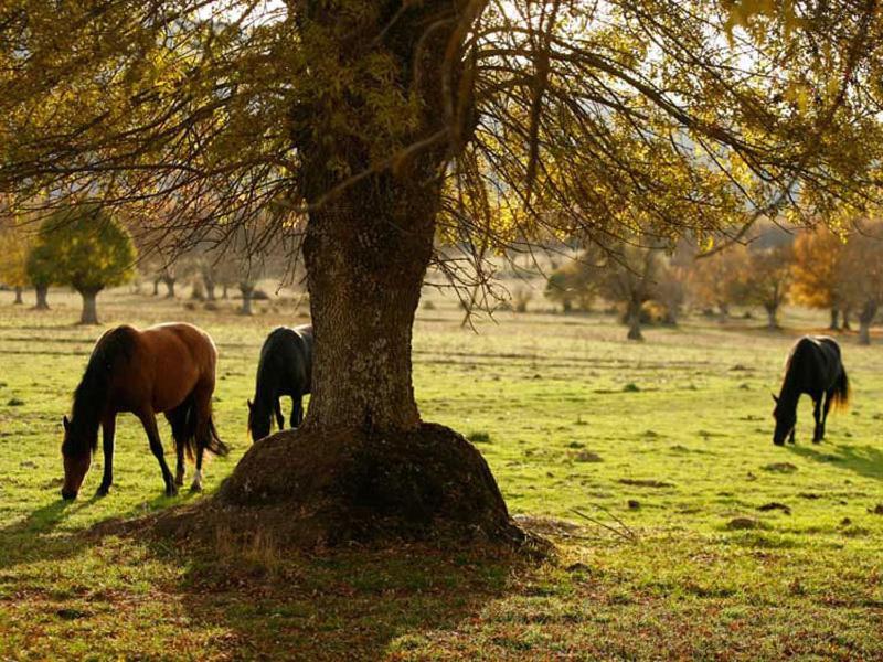 Valdeavellano de Tera Villabamba المظهر الخارجي الصورة